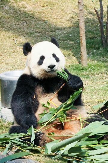 陈飞宇巴黎直播